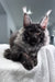Quwentin | Maine Coon Kitten