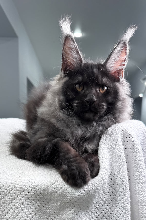 Quwentin | Maine Coon Kitten