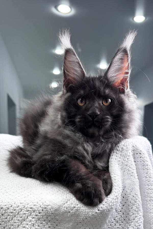 Quwentin | Maine Coon Kitten