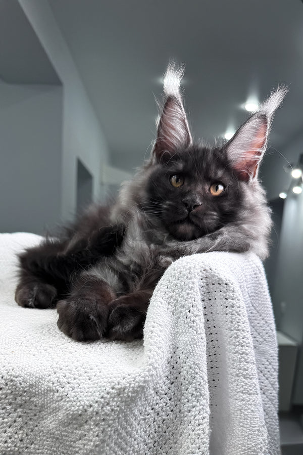 Quwentin | Maine Coon Kitten