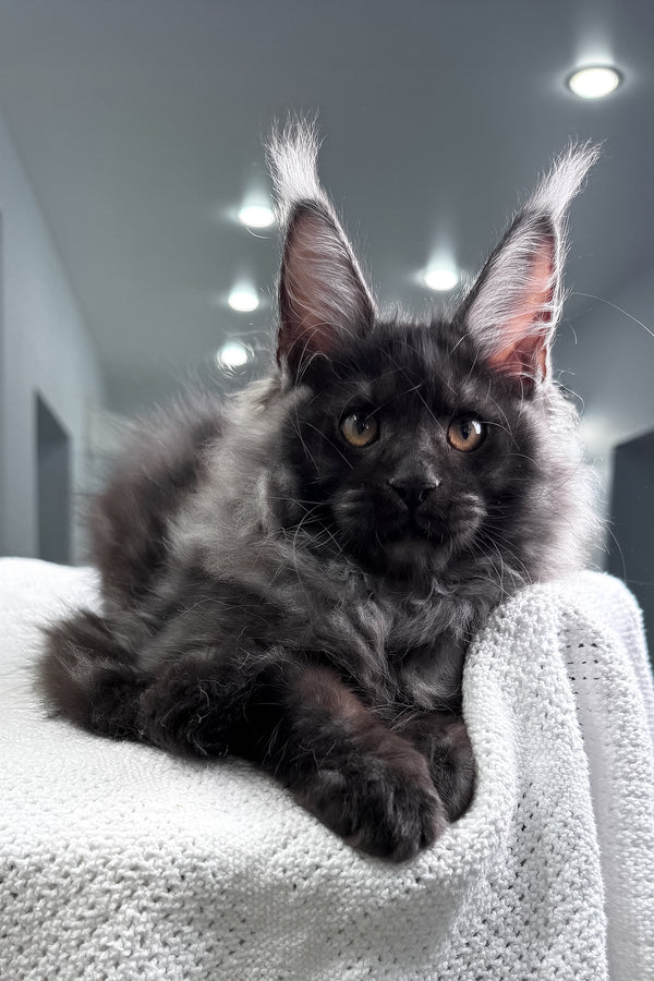 Quwentin | Maine Coon Kitten