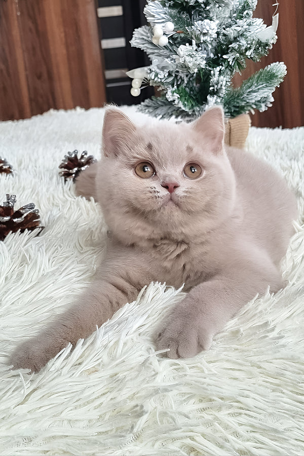 Fende | British Shorthair Kitten
