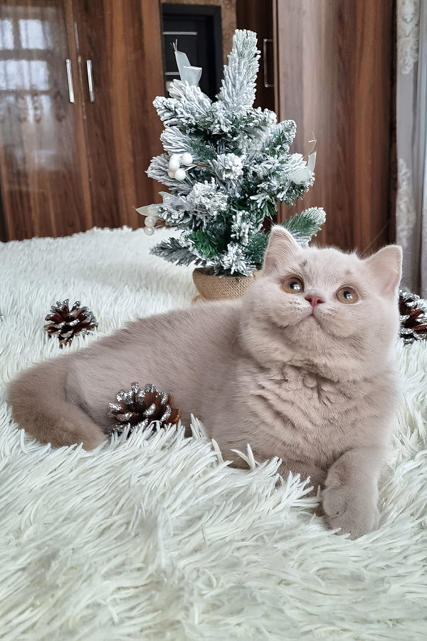 Fende | British Shorthair Kitten