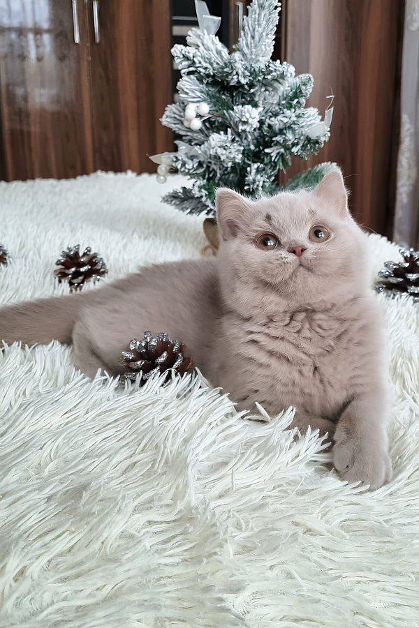 Fende | British Shorthair Kitten