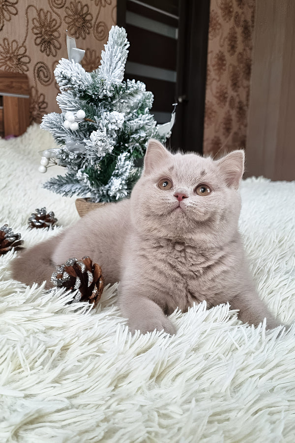 Fende | British Shorthair Kitten