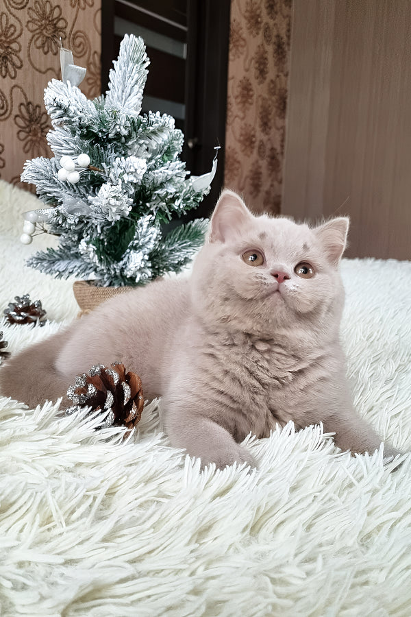 Fende | British Shorthair Kitten