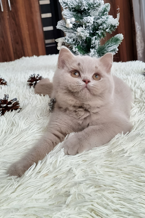 Fende | British Shorthair Kitten
