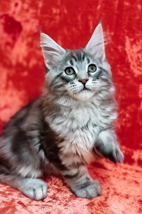 Ikar | Maine Coon Kitten