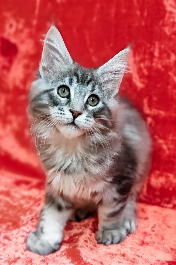 Ikar | Maine Coon Kitten