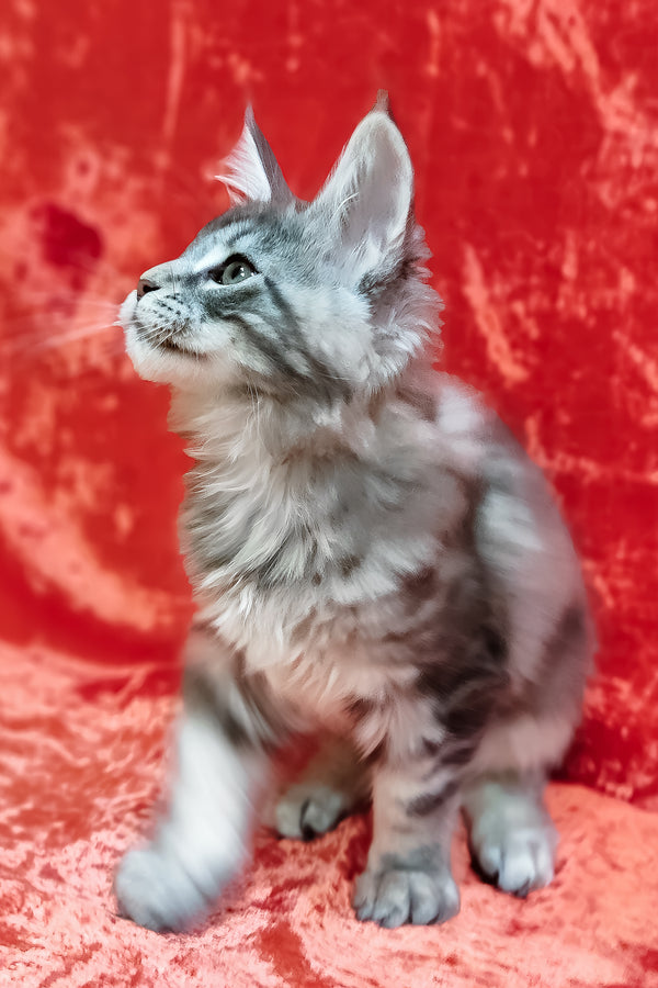 Ikar | Maine Coon Kitten