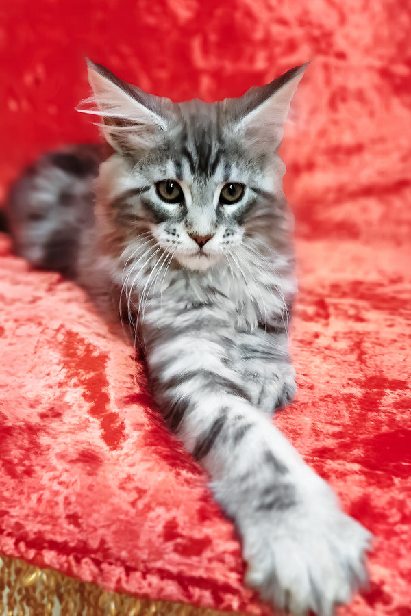 Ikar | Maine Coon Kitten