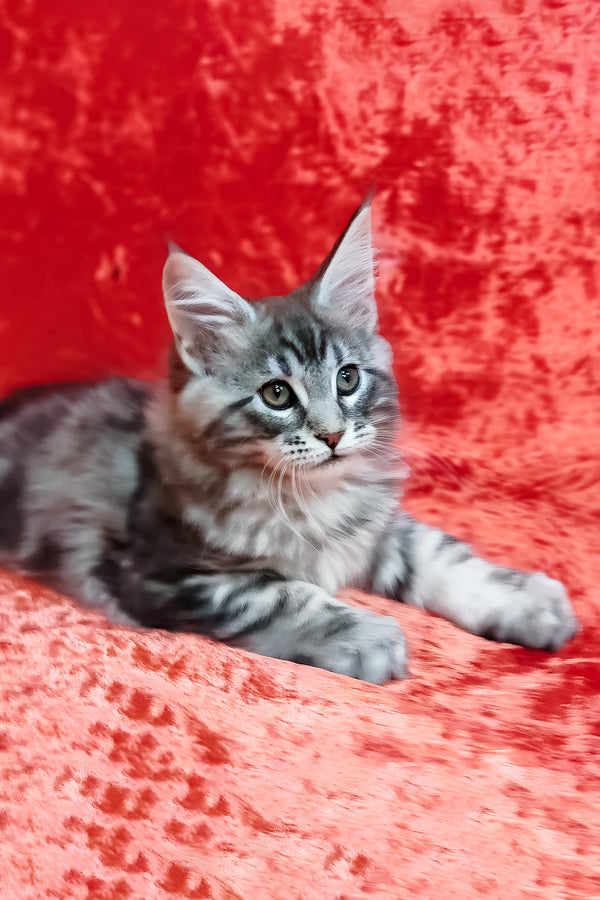 Ikar | Maine Coon Kitten