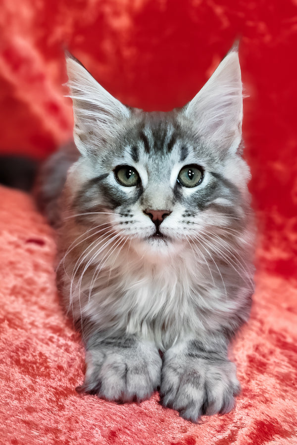 Ikar | Maine Coon Kitten