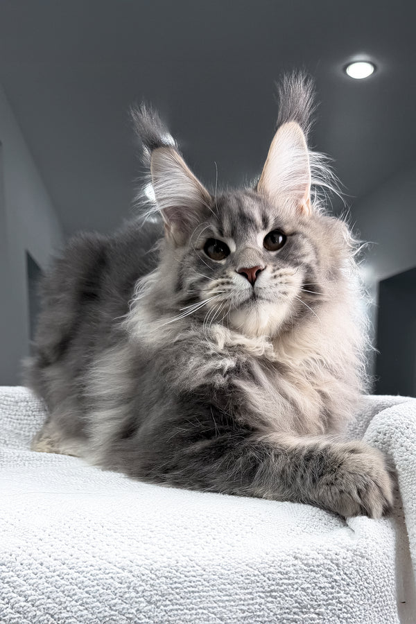 Emperror | Maine Coon Kitten
