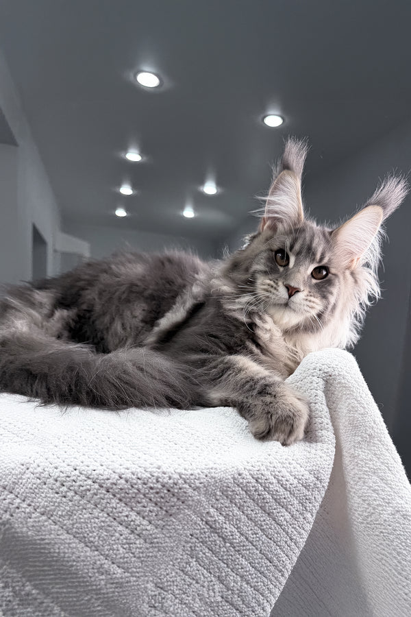 Emperror | Maine Coon Kitten