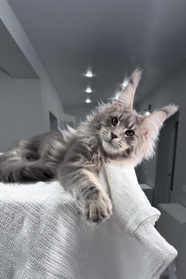 Emperror | Maine Coon Kitten