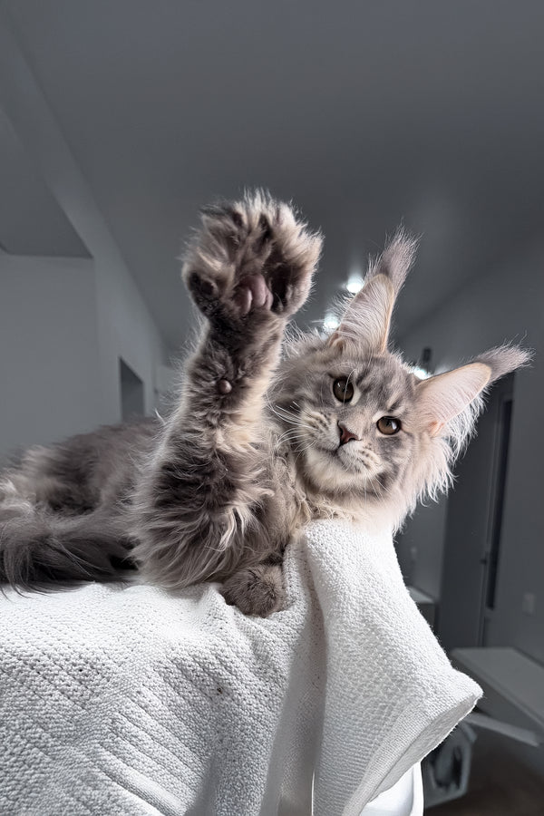 Emperror | Maine Coon Kitten