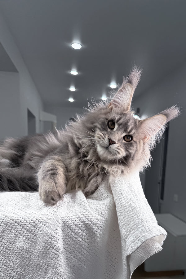 Emperror | Maine Coon Kitten
