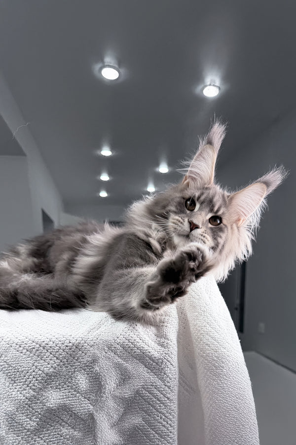 Emperror | Maine Coon Kitten