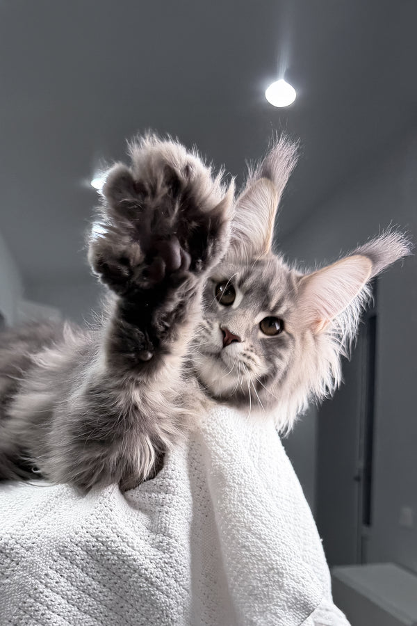 Emperror | Maine Coon Kitten
