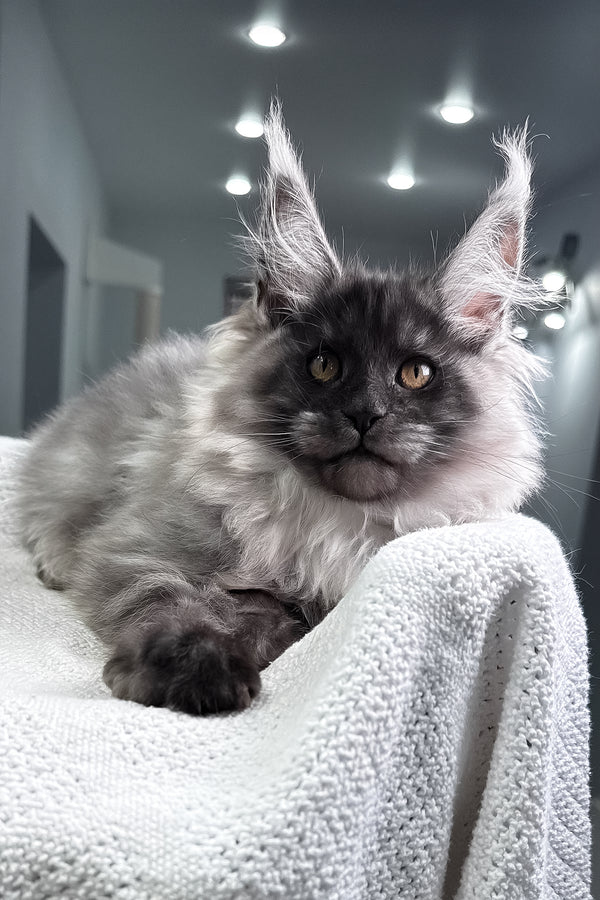 Quex | Maine Coon Kitten