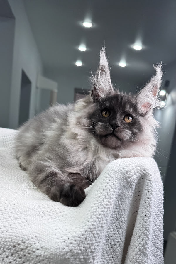 Quex | Maine Coon Kitten