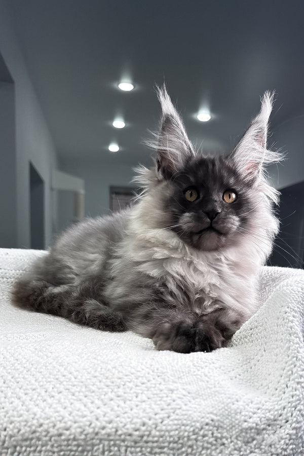 Quex | Maine Coon Kitten