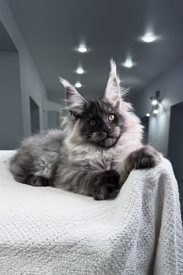 Quex | Maine Coon Kitten