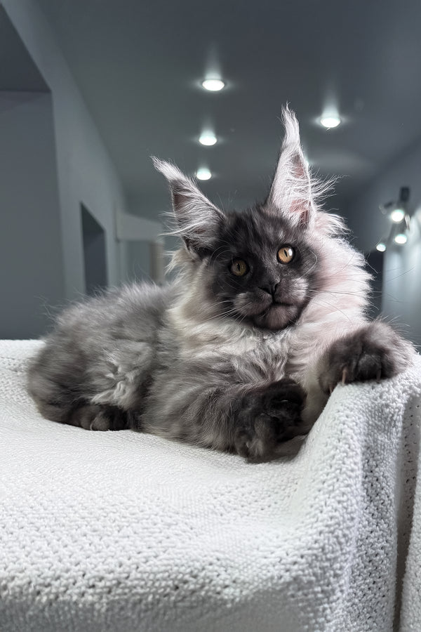 Quex | Maine Coon Kitten