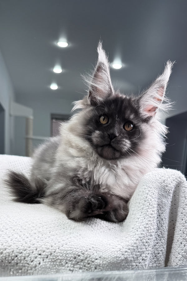 Quex | Maine Coon Kitten
