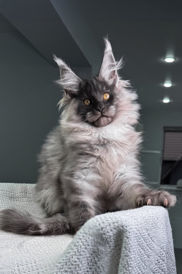 Quex | Maine Coon Kitten