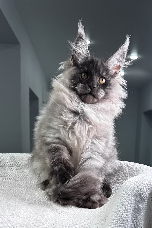 Quex | Maine Coon Kitten