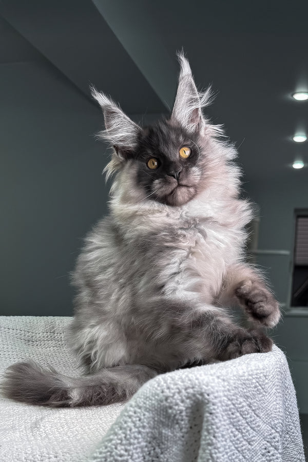 Quex | Maine Coon Kitten