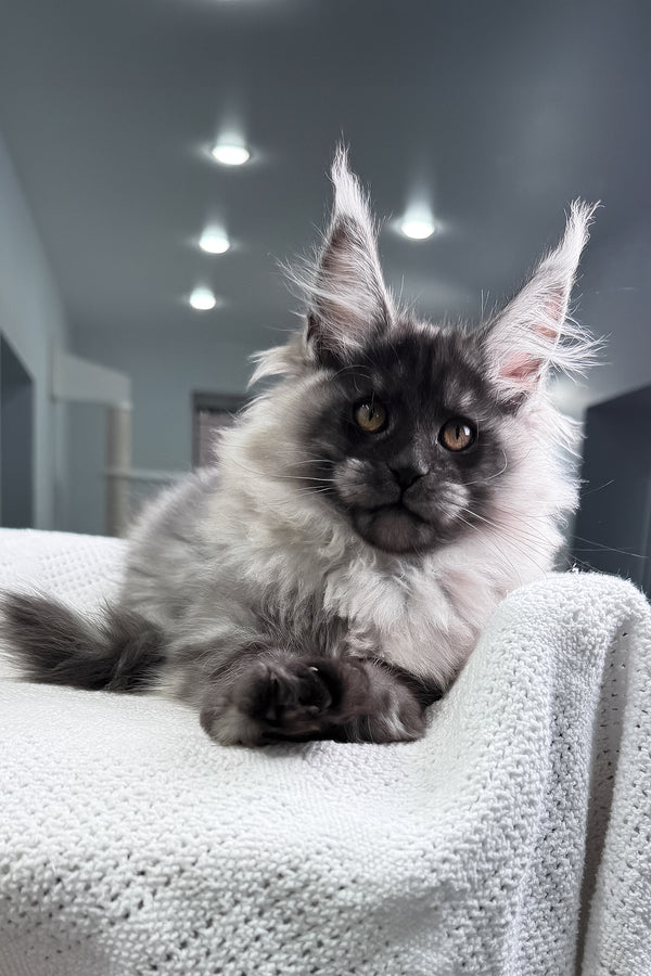 Quex | Maine Coon Kitten