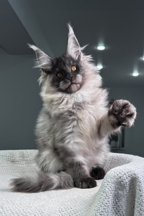 Quex | Maine Coon Kitten