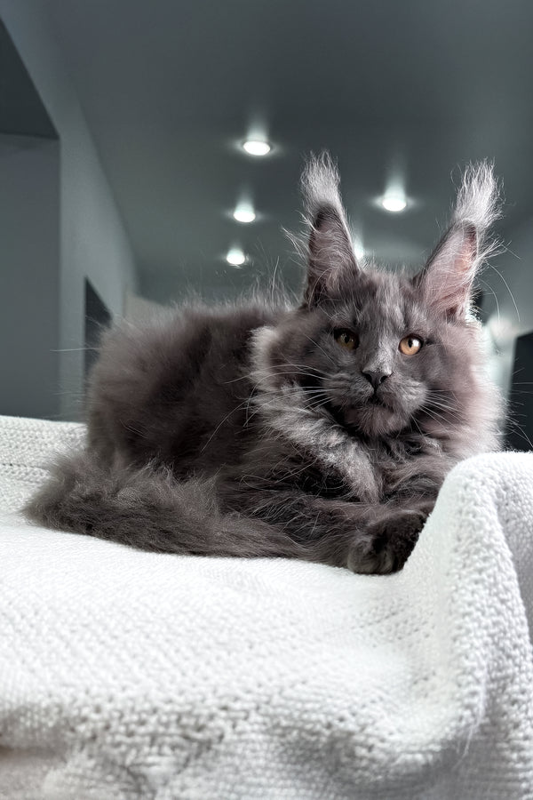 Qishon | Maine Coon Kitten