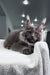 Qishon | Maine Coon Kitten