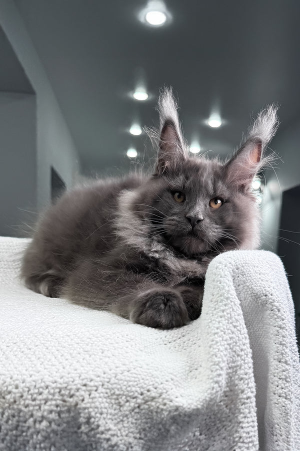 Qishon | Maine Coon Kitten