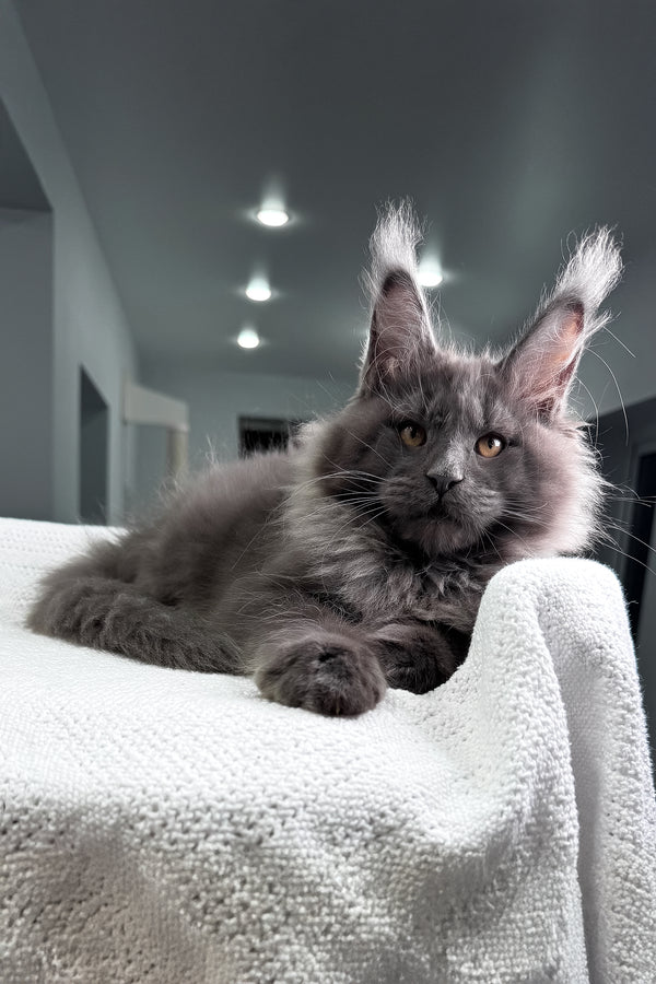 Qishon | Maine Coon Kitten