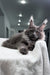 Qishon | Maine Coon Kitten