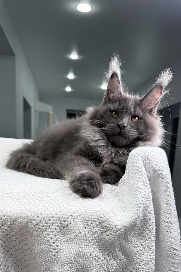 Qishon | Maine Coon Kitten