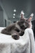 Qishon | Maine Coon Kitten