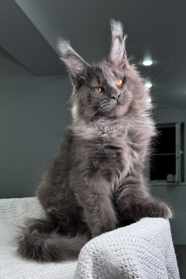 Qishon | Maine Coon Kitten