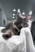 Qishon | Maine Coon Kitten