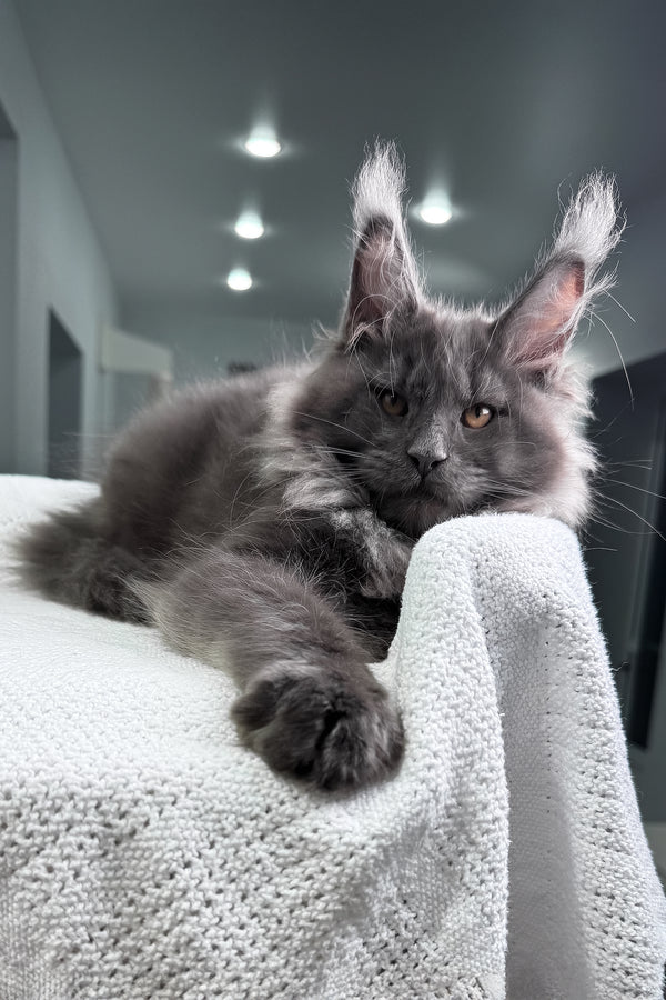 Qishon | Maine Coon Kitten