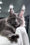 Qishon | Maine Coon Kitten