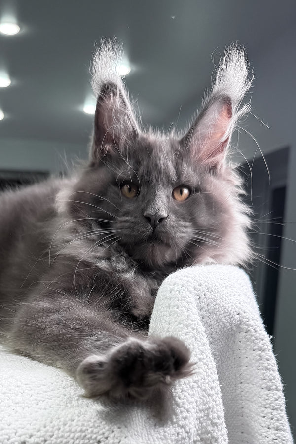 Qishon | Maine Coon Kitten