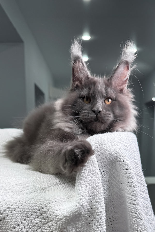 Qishon | Maine Coon Kitten