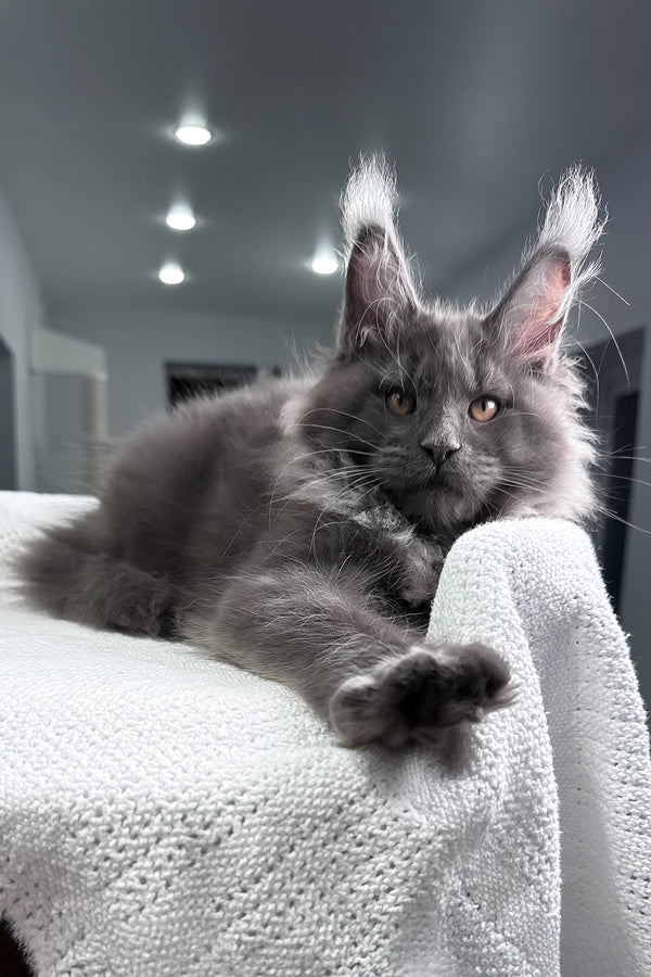 Qishon | Maine Coon Kitten