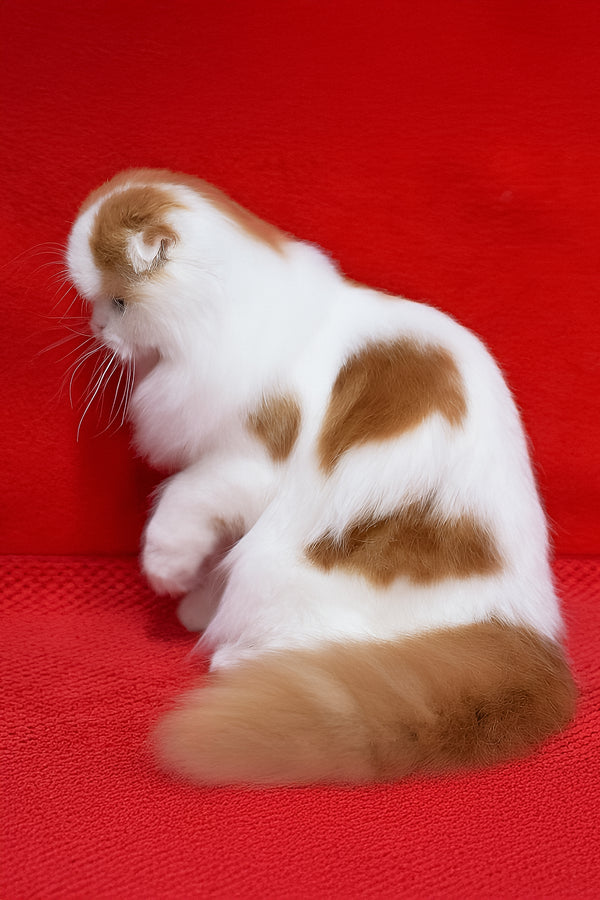 Windy | Scottish Fold Longhair Kitten